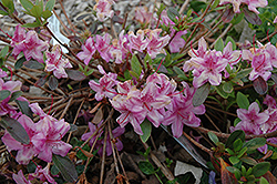 Compact Korean Azalea (Rhododendron yedoense 'Poukhanense Compacta') at Stonegate Gardens