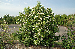 Nannyberry (Viburnum lentago) at Stonegate Gardens