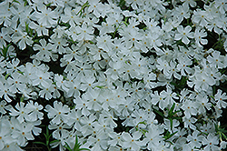 Whiteout Moss Phlox (Phlox subulata 'Whiteout') at Stonegate Gardens