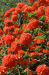 Mandarin Lights Azalea (Rhododendron 'Mandarin Lights') at Lakeshore Garden Centres