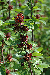 Common Sweetshrub (Calycanthus floridus) at Lakeshore Garden Centres