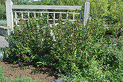 Common Sweetshrub (Calycanthus floridus) at Stonegate Gardens