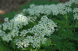 Sweet Cicely (Myrrhis odorata) at Lakeshore Garden Centres