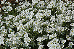 Snow-In-Summer (Cerastium tomentosum) at Lakeshore Garden Centres