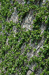 Low's Boston Ivy (Parthenocissus tricuspidata 'Lowii') at Lakeshore Garden Centres