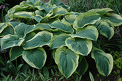 Northern Exposure Hosta (Hosta 'Northern Exposure') at Stonegate Gardens