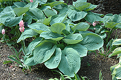 Elegans Hosta (Hosta sieboldiana 'Elegans') at Lakeshore Garden Centres