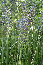 Blue Camassia (Camassia leichtlinii 'Coerulea') at Stonegate Gardens