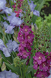 Violetta Mullein (Verbascum phoenicium 'Violetta') at Stonegate Gardens