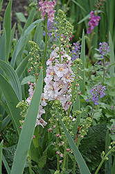 Flush Of White Mullein (Verbascum phoenicium 'Flush Of White') at Stonegate Gardens