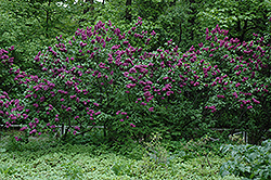 Charles Joly Lilac (Syringa vulgaris 'Charles Joly') at Stonegate Gardens