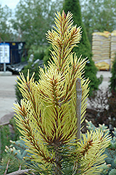 Taylor's Sunburst Lodgepole Pine (Pinus contorta 'Taylor's Sunburst') at Stonegate Gardens