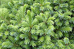 Dwarf Serbian Spruce (Picea omorika 'Nana') at Stonegate Gardens