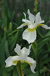 Snow Queen Siberian Iris (Iris sibirica 'Snow Queen') at Stonegate Gardens