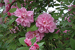 Therese Bugnet Rose (Rosa 'Therese Bugnet') at Stonegate Gardens