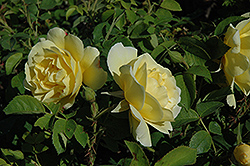 Topaz Jewel Rose (Rosa 'Topaz Jewel') at Stonegate Gardens