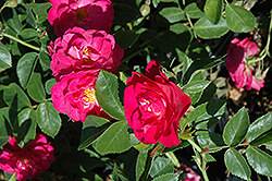 John Cabot Rose (Rosa 'John Cabot') at Lakeshore Garden Centres