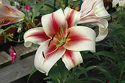Albany Lily (Lilium 'Albany') at Stonegate Gardens