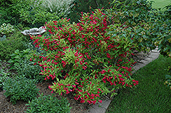 Red Prince Weigela (Weigela florida 'Red Prince') at Lakeshore Garden Centres
