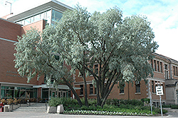 Silver Willow (Salix alba 'Sericea') at Stonegate Gardens