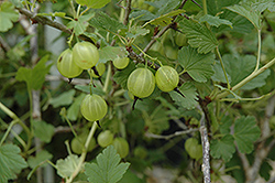 Hinnonmaki Yellow Gooseberry (Ribes uva-crispa 'Hinnonmaki Yellow') at Stonegate Gardens