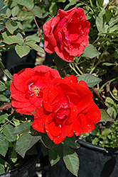 Morden Fireglow Rose (Rosa 'Morden Fireglow') at Stonegate Gardens