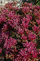 Dragon's Blood Stonecrop (Sedum spurium) at Lakeshore Garden Centres
