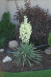 Small Soapweed (Yucca glauca) at Stonegate Gardens