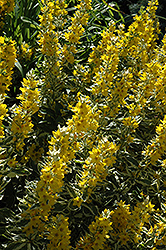 Golden Alexander Loosestrife (Lysimachia punctata 'Golden Alexander') at Stonegate Gardens