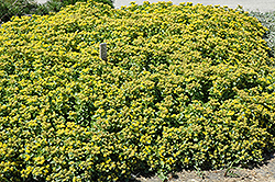 Golden Carpet Stonecrop (Sedum kamtschaticum 'Golden Carpet') at Stonegate Gardens