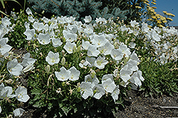 White Clips Bellflower (Campanula carpatica 'White Clips') at Stonegate Gardens