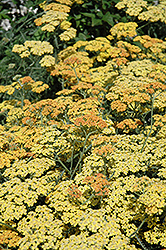 Terra Cotta Yarrow (Achillea 'Terra Cotta') at Lakeshore Garden Centres