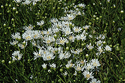 White Aster (Solidago ptarmicoides) at Stonegate Gardens