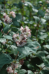 Wolfberry (Symphoricarpos occidentalis) at Stonegate Gardens