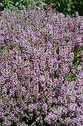Mother-of-Thyme (Thymus praecox) at Stonegate Gardens