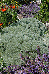 Silver Mound Artemisia (Artemisia schmidtiana 'Silver Mound') at Lakeshore Garden Centres