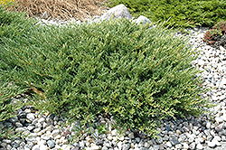 Andorra Juniper (Juniperus horizontalis 'Plumosa Compacta') at Stonegate Gardens