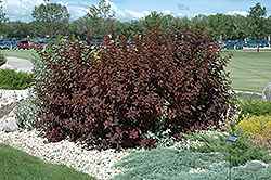 Diablo Ninebark (Physocarpus opulifolius 'Monlo') at Lakeshore Garden Centres