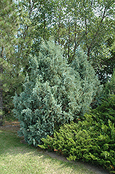 Wichita Blue Juniper (Juniperus scopulorum 'Wichita Blue') at Stonegate Gardens