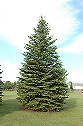 Colorado Spruce (Picea pungens) at Stonegate Gardens