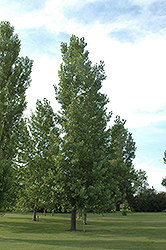 Robusta Poplar (Populus x canadensis 'Robusta') at Lakeshore Garden Centres