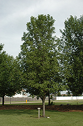 Dakota Centennial Green Ash (Fraxinus pennsylvanica 'Wahpeton') at Stonegate Gardens