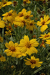 Tequila Sunrise Tickseed (Coreopsis 'Tequila Sunrise') at A Very Successful Garden Center
