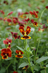 Arkwright Ruby Pansy (Viola 'Arkwright Ruby') at A Very Successful Garden Center