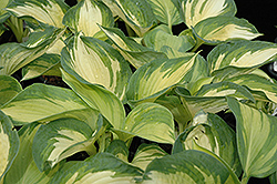 June Hosta (Hosta 'June') at Lakeshore Garden Centres