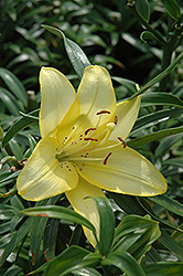 Royal Justice Lily (Lilium 'Royal Justice') at Stonegate Gardens