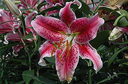 Stargazer Lily (Lilium 'Stargazer') at A Very Successful Garden Center