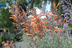 Sunset Hyssop (Agastache rupestris) at Lakeshore Garden Centres