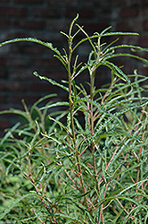 Fine Line Fern Leaf Buckthorn (Rhamnus frangula 'Ron Williams') at Stonegate Gardens