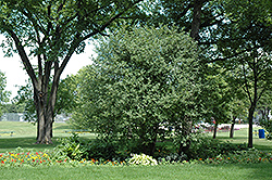 Glossy Buckthorn (Rhamnus frangula) at Stonegate Gardens